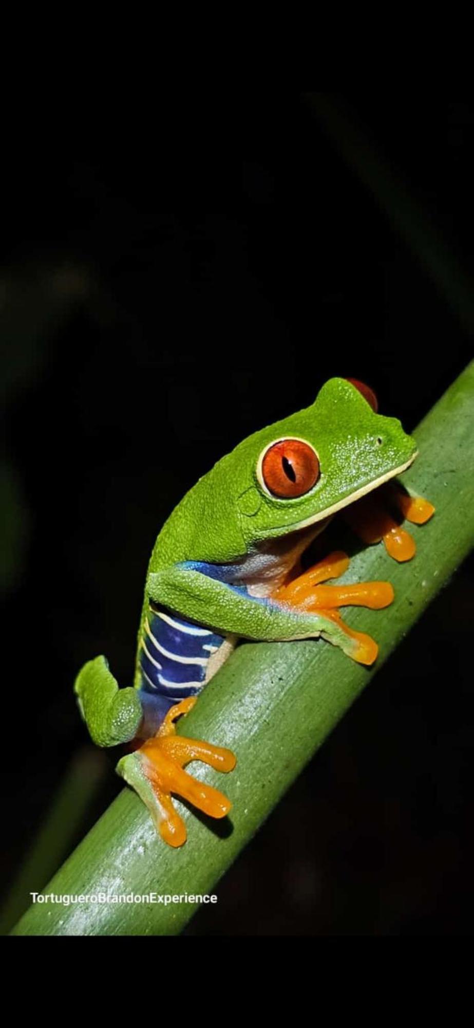 Casa Artavia Tortuguero